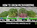 How to grow popular microgreens on silicone with small sprouting tray set  soilless growing