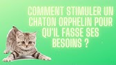 Apprendre A Son Chaton A Etre Propre En Appartement Ou Maison Youtube Apprendre A Son Chaton A Etre Propre En Appartement Ou Maison Youtube