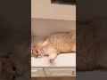 My Cat After Doing Absolutely Nothing 😹