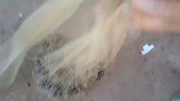 Chài Bắt Cá Bống Suối 500K/ Cái