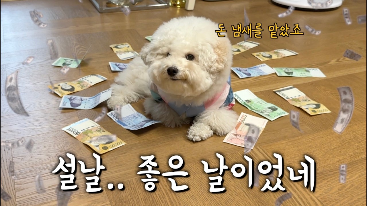강아지가 고른 만큼 세뱃돈 줬더니…