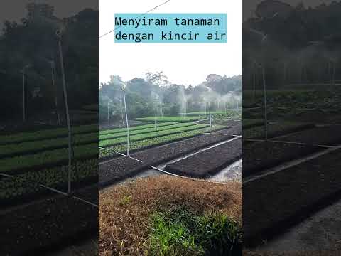 Video: Tongkat Air Untuk Tanaman - Cara Menggunakan Tongkat Penyiram Di Taman