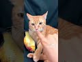 #cat