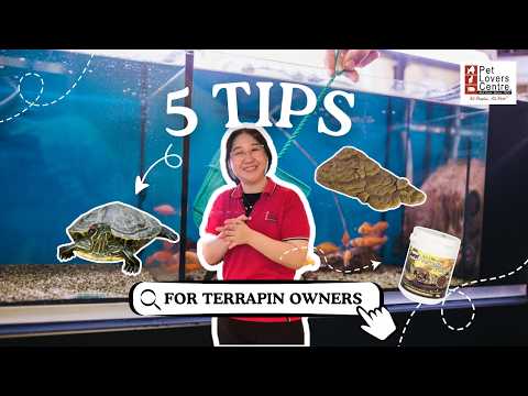 5 Tips For First-Time Terrapin Owners! 🐢💚