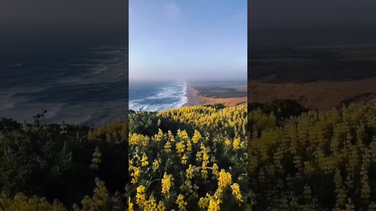 One Of The Most Beautiful Ocean Views In California Point Reyes Via Cali V On IG Shorts
