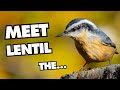 Cutest nuthatch there ever was  redbreasted nuthatch fun facts