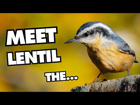 Video: Nuthatches inaonekanaje?