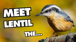 Cutest Nuthatch There Ever Was | Red-breasted Nuthatch Fun Facts by Lesley the Bird Nerd 121,702 views 1 year ago 9 minutes, 37 seconds