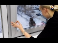 Crow Really Wants Something Inside | The Dodo