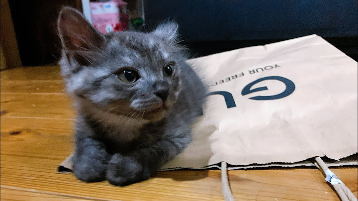 子猫の里親になりました(保護猫)