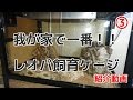 【レオパ動画】ヒョウモントカゲモドキ飼育環境紹介part3【Leopard gecko】