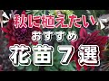 【秋のガーデニング】秋の花壇に植えたいおすすめの花苗7選!!