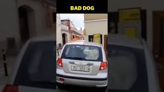 Funny Stuff Wtf Fail Moments - Bad Dog