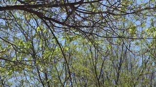 What's behind the allergies in Hampton Roads?