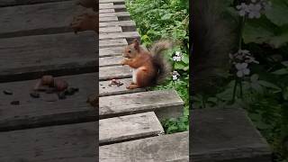 Белочки на Восточном входе #столбы #восточныйвход #белки #squirrels