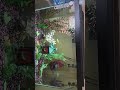 New Fish 🐟 added to the 20 High #aquarium #fishkeepinghobby #fishtank #tropicalfish