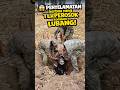 Dramatis! Penyelamatan Kerbau yang Terperosok ke Dalam Lubang!