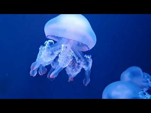 Beautiful Relaxing Music - Stop Overthinking, Stress Relief Music, Sleep Music, Calming