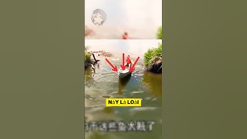 dưới hồ nước là loài cá gì mà khiến nước mỹ phải kiếp sợ  #dongvat #khampha