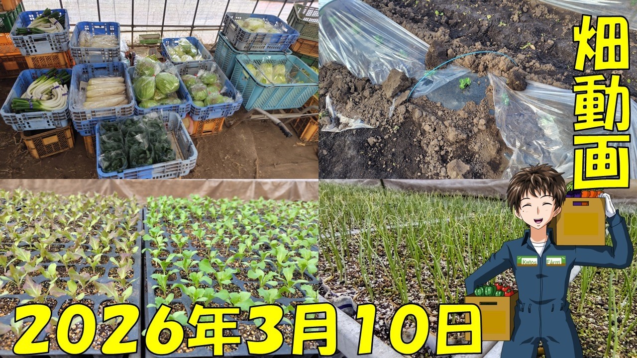 【26/3/10】育苗は順調だけど、露地では強風でビニールが破れてしまった･･･