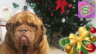 ДЕД МОРОЗ принес ЕЛКУ год СОБАКИ 2018 наряжаем ЕЛКУ CHRISTMAS TREE decoration DOG YEAR 2018 ДЕД МОРОЗ принес ЕЛКУ год СОБАКИ 2018 наряжаем ЕЛКУ CHRISTMAS TREE decoration DOG YEAR 2018