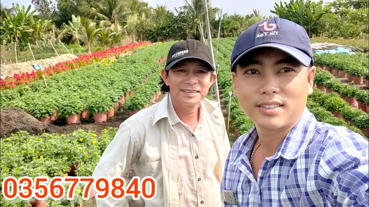 cập nhật vạn thọ thực tế ngoài vườn và cách điều chỉnh ngày nở