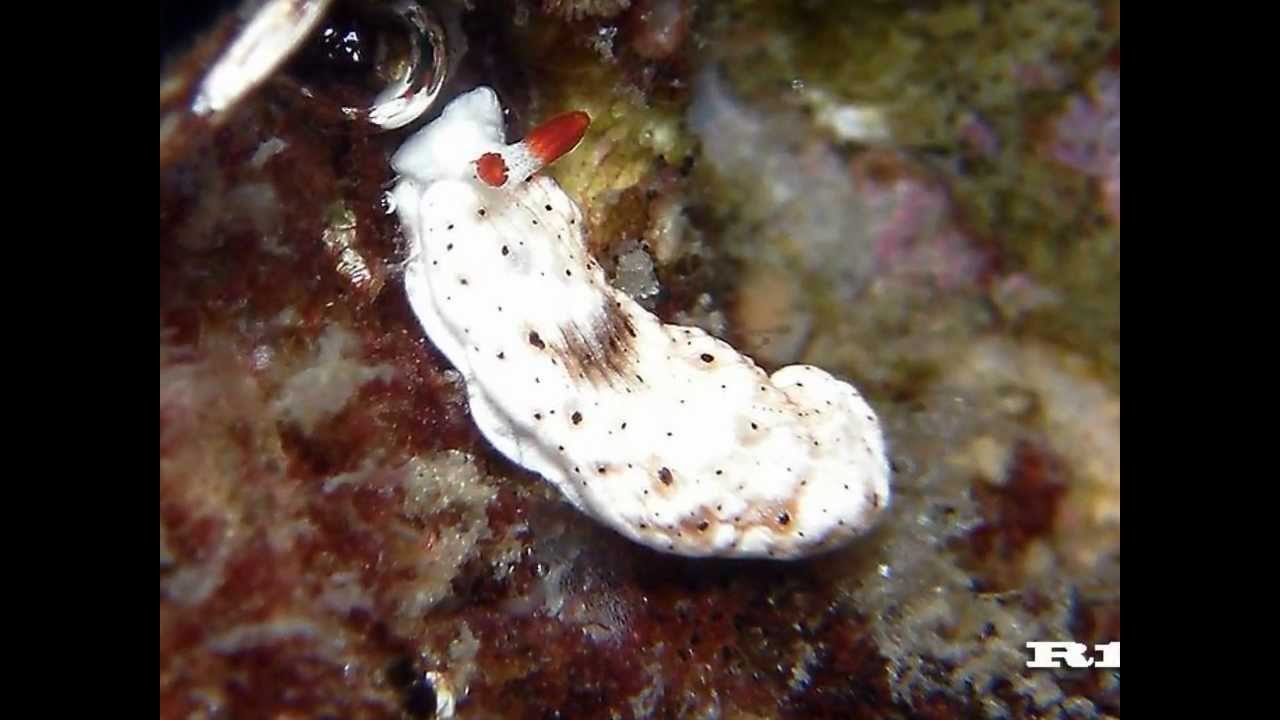 北海道 積丹のウミウシ図鑑 スライドショー Youtube