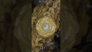 Day-4 Queen Pupa of Japanese honeybees