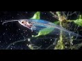 The glass fish  invisible fish  the insanegenix world  first time in india 