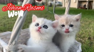 لقطات جميلة للقطط الصغيرة 💖😻😻🐾🐾