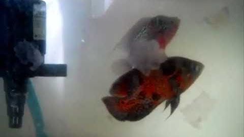 Thiên đường cá cảnh đẹp nhất   tuong nhỏ bạch tạng trắng lớn hoa mai vàng Châu Phi Đẹp nhất Thế Giới