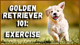 Exclusive Golden Retriever 101: How Much Exercise? Information