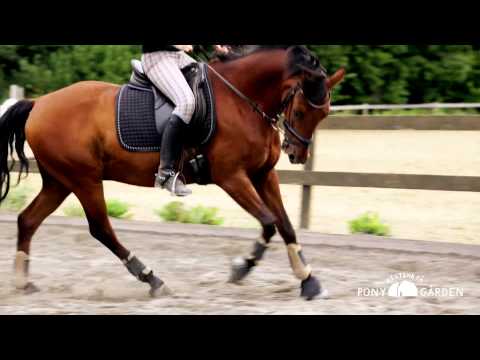 Video: Galopperer standardhester?