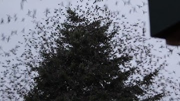 Vroege Vogels - Spreeuwen verlaten massaal boom
