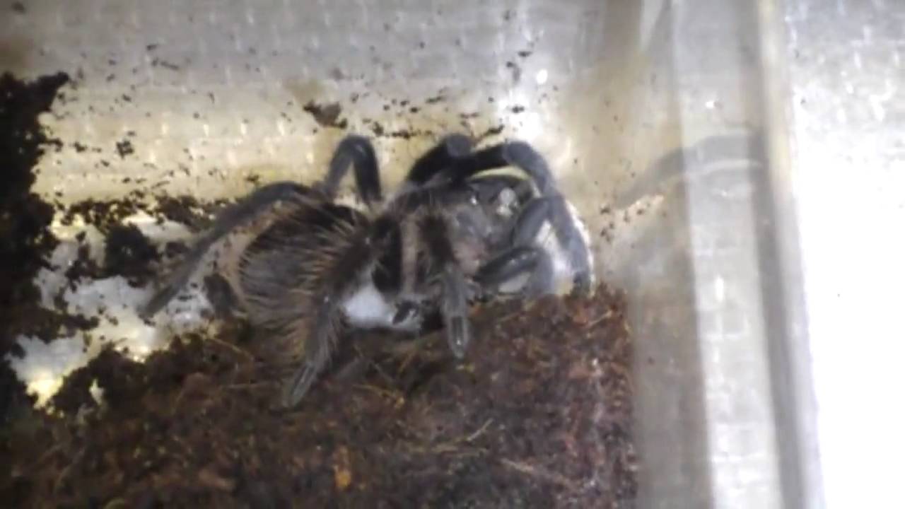 honduran curly hair tarantula Feeding Video