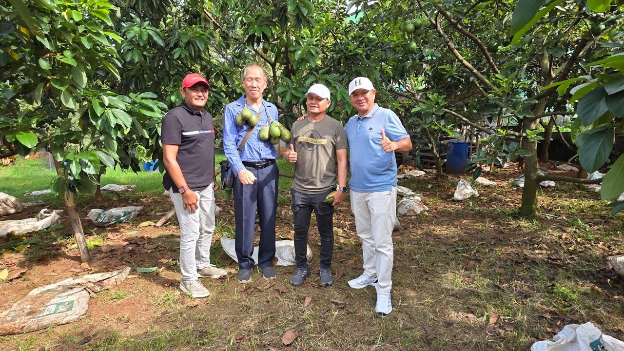 PEMBERIAN NUTRISI  AKAN MEMPERBRSAR BUAH