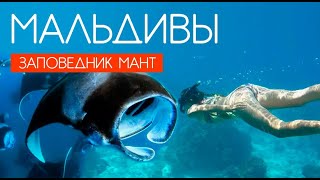 видео: МАЛЬДИВЫ 2025. МАЛЬДИВЫ ДЕШЕВЛЕ ЧЕМ ТУРЦИЯ. ТОП ЭКСКУРСИИ НА МАЛЬДИВАХ. ЗАПОВЕДНИК МАНТ HANIFARU BAY картинка: МАЛЬДИВЫ 2025. МАЛЬДИВЫ ДЕШЕВЛЕ ЧЕМ ТУРЦИЯ. ТОП ЭКСКУРСИИ НА МАЛЬДИВАХ. ЗАПОВЕДНИК МАНТ HANIFARU BAY