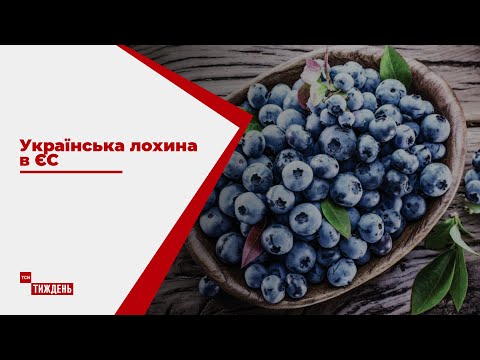 Україна за кілька років може стати одним з головних постачальників лохини в ЄС