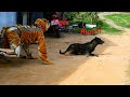 Try not laugh challenge fake tiger prank to dog so funny