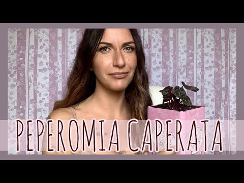 Video: Tipi E Nomi Di Peperomia (39 Foto): Golovaty E Graveolens, Rosso E Clusielle, Anguria E Whorled