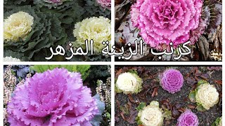 كرنب الزينة المزهر او الملفوف الملون  العناية والإكثارBrassica،oleraca