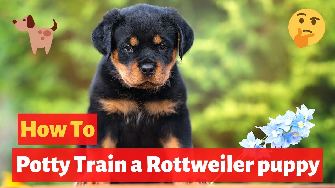 How To Easily Potty Train Rottweiler Puppy? Easy Yet Effective Training  Method - Youtube