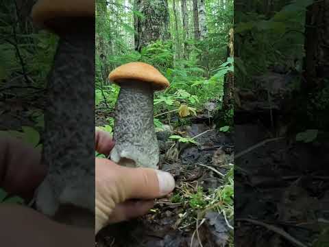 ПОЕХАЛ НА РАЗВЕДКУ, А НАСШИБАЛ КУЧУ ГРИБОВ - ПОДОСИНОВИКОВ ЖЕЛТО-БУРЫХ | ИЮНЬ 2024