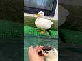完璧なかわいさを持つコールダック。Our Call Duck with Perfect Cuteness