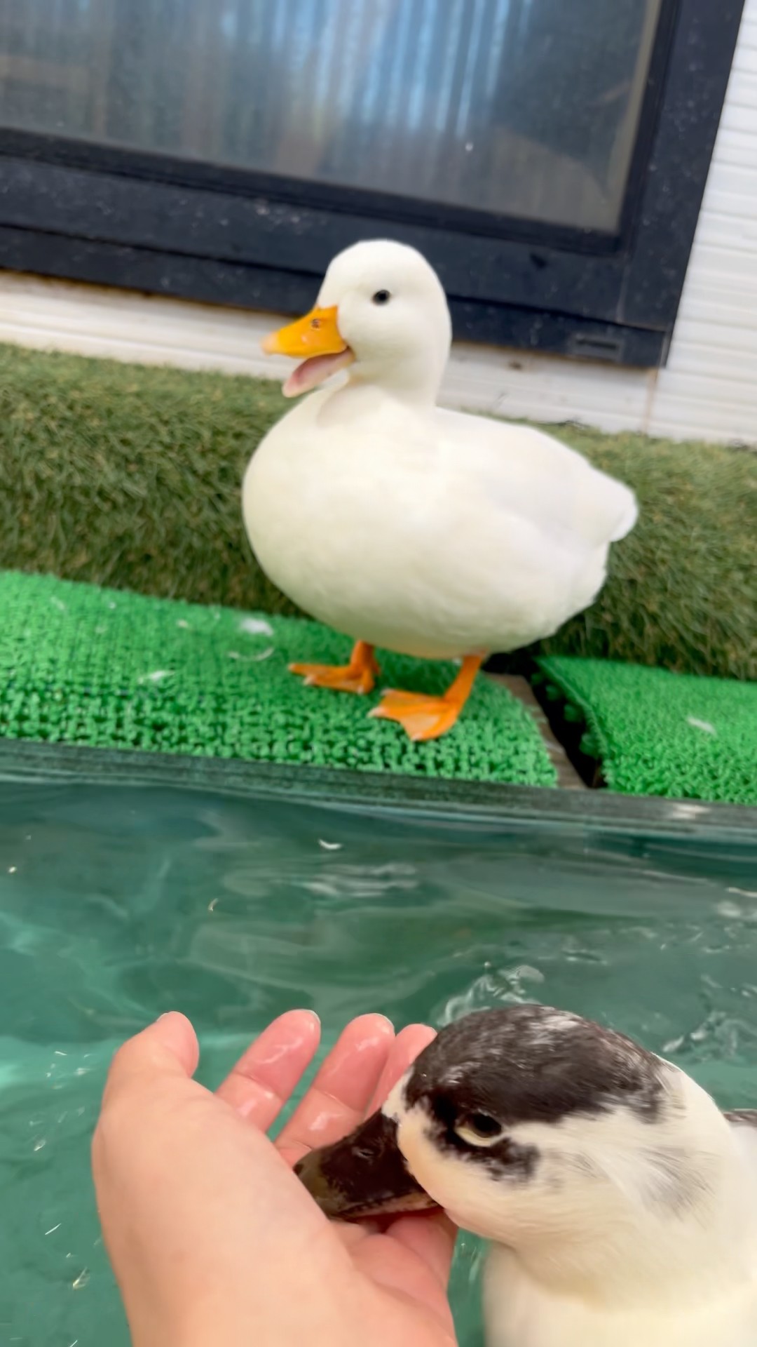 完璧なかわいさを持つコールダック。Our Call Duck with Perfect