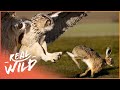 The Owl: Master Of The Hunt (Nature Documentary) | Natural Kingdom | Real Wild