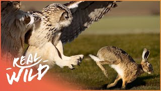 The Owl: Master Of The Hunt (Nature Documentary) | Natural Kingdom | Real Wild