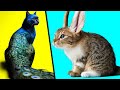 Abnormally Strange Cats That Actually Exist