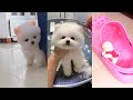 AWW SO Funny Dog Videos ?? - Cute Funny Cat and Dog videos Try not to Laugh  8