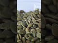 What Are The Benefits Of White Pumpkin Seeds Or White Alfalfa 
